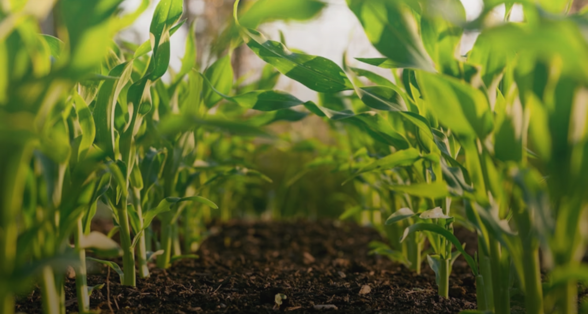 Banner Trang chủ BIGA OCOP